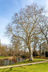 Obraz premium Beautiful view of trees without leaves, a pond, green grass and a path in the Proosdij park, wonderful winter day in Meerssen south Limburg in the Netherlands Holland