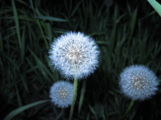 Dandelions close up on a dark background with grass
