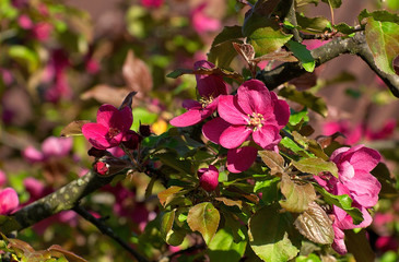 A bright branch of the apple with flowers
