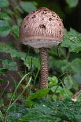Edible parasol mushroom Macrolepiota procera on the edge of a mixed forest. Natural environment.