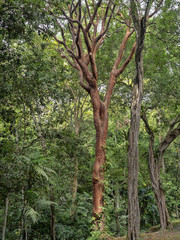 Interesting trees in tropical forest, Guatemala