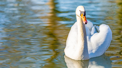 Fototapeta premium Front view of a white swan swimming calmly in a pond, wonderful sunny and quiet day in Meerssen South Limburg in Holland The Netherlands