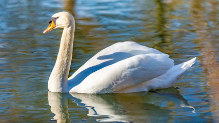 White swan calmly swimming in a lake, wonderful sunny day in Meerssen South Limburg in the Netherlands Holland