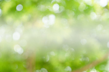 Greenery abstract background. Blurred and defocus effect for spring concept design .