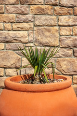 Green pant in large terracotta pot  with stone brick wall