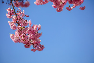 Taiwan cherry blossom season, Wuling Farm, Qianying Garden, blooming cherry blossoms