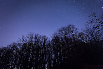 full moon and trees