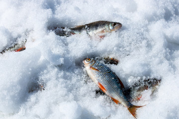 River fish in the snow, winter fishing
