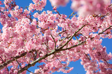 Taiwan cherry blossom season, Wuling Farm, Qianying Garden, blooming cherry blossoms