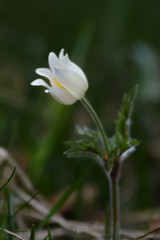 Obraz premium fiore di Anemone alpino (Pulsatilla alpina),primo piano