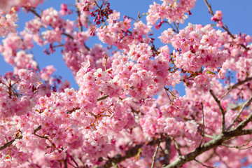 Obraz premium Taiwan cherry blossom season, Wuling Farm, Qianying Garden, blooming cherry blossoms