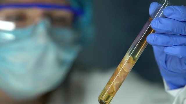 Lab worker looking at meat sample in test tube, monitoring reaction risk of asf