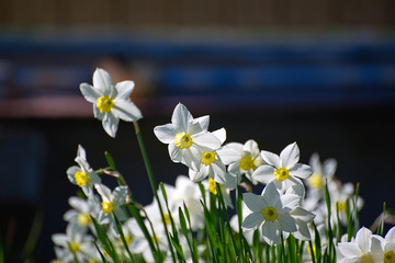 A group of Narcissus on dark-blue background