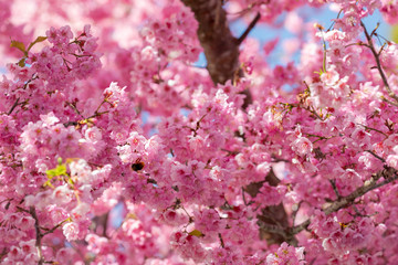 Taiwan cherry blossom season, Wuling Farm, Qianying Garden, blooming cherry blossoms