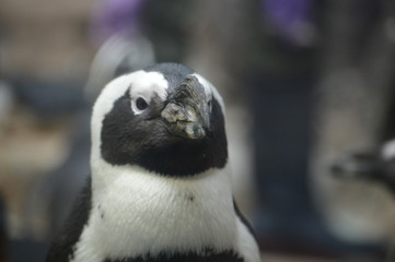 Close up of penguins