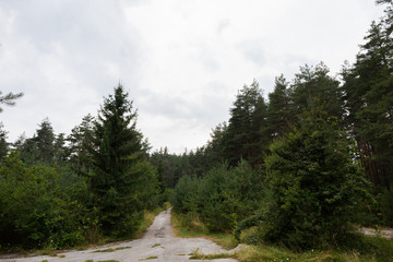 trees in the forest