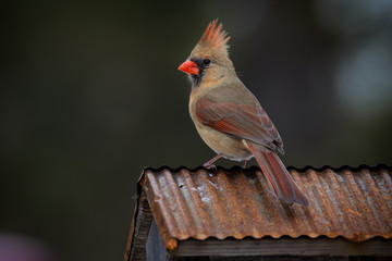 female cardinal sitting on copper roof. Isolated brown bird with orange beak soft defocused background - Powered by Adobe