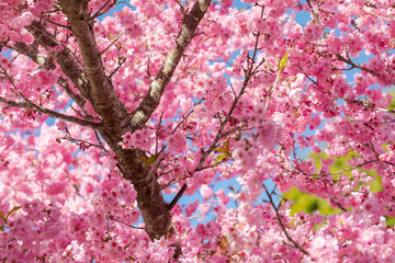 Taiwan cherry blossom season, Wuling Farm, Qianying Garden, blooming cherry blossoms
