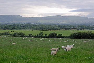 Fototapeta premium image of sheep in freedom