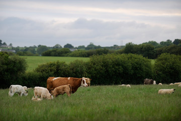 image of cows in freedom