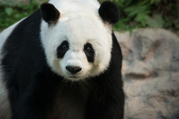 Obraz na płótnie Canvas The Giant Panda Ailuropoda melanoleuca