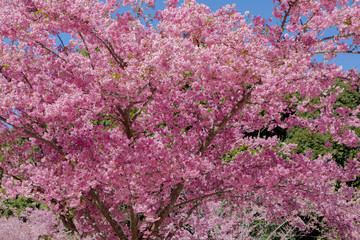 Taiwan cherry blossom season, Wuling Farm, Qianying Garden, blooming cherry blossoms