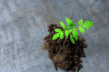 small green sprout. macro photography a future tomato appeared from the ground.