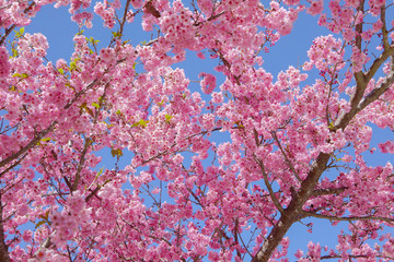 Taiwan cherry blossom season, Wuling Farm, Qianying Garden, blooming cherry blossoms