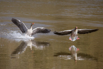 Gray geese in flight argue