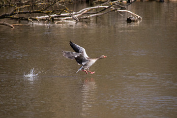 Gray geese in flight argue