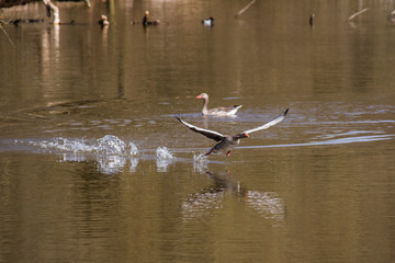 Gray geese in flight argue