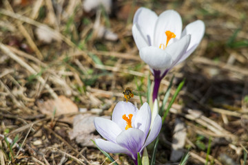 Flowers of spring crocus glow in the sun and are visited by a bee
