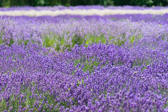 Lavender Fields and bee