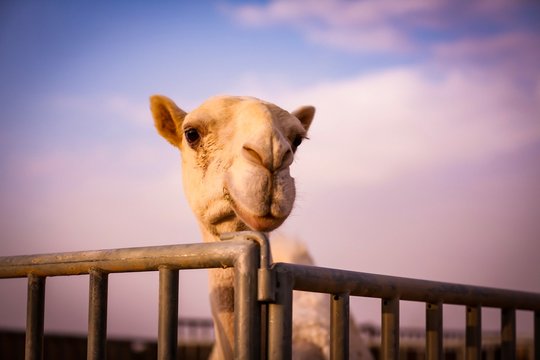 selective focus photography of camel