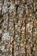 grunge texture of old weathered wood