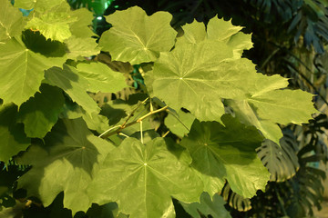 Thick juicy leaf of a large green plant