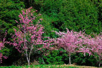 Obraz premium Taiwan cherry blossom season, Wuling Farm, Qianying Garden, blooming cherry blossoms