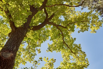 Fototapeta premium Spring Green Leaves