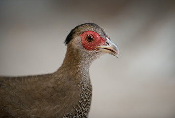 Silver Pheasant Female, Side View