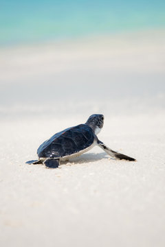 Baby Sea Turtle