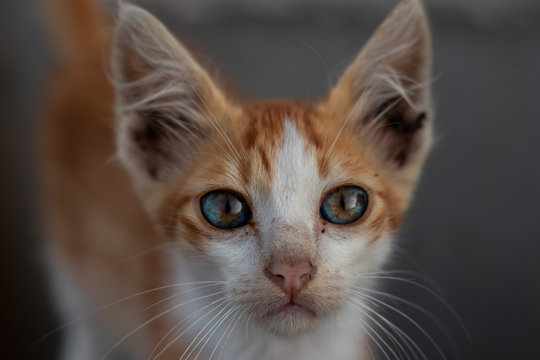 orange tabby cat photography
