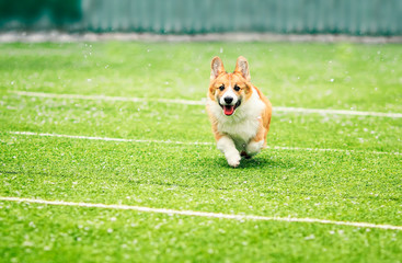 little puppy red dog breed Corgi fun running around the green football field on the Playground on the streets in the city for a walk