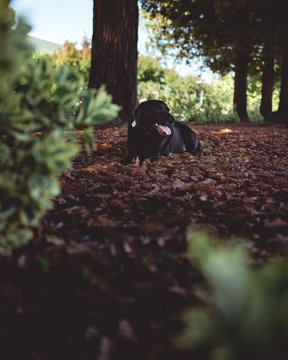 black Labrador retriever sitting on dried leaves near trees during daytime