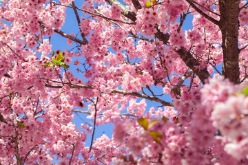 Taiwan cherry blossom season, Wuling Farm, Qianying Garden, blooming cherry blossoms