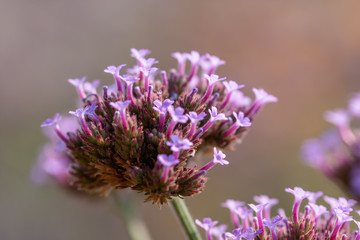 Blumen und Blüten im Garten