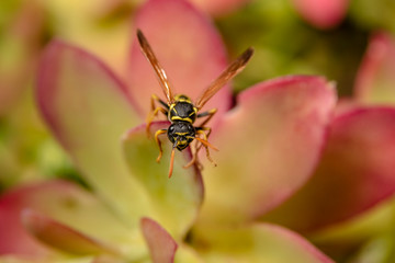 Paper wasp on succulent plant leaves