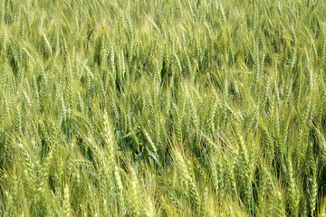 Field of wheat