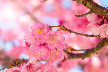 Taiwan cherry blossom season, Wuling Farm, Qianying Garden, blooming cherry blossoms