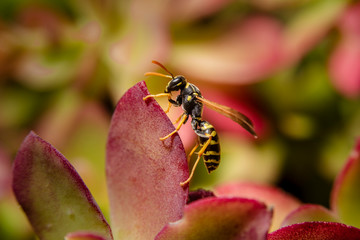 Paper wasp on succulent plant leaves