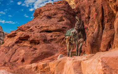 Donkey animal portrait in outdoor highland rocky mountains Middle East picturesque landscaping environment in Petra canyon in Jordan